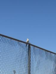 Found/Stray Unknown Bird last seen Found at baseball fields off of Craycroft and Golflinks Rd, Tucson, AZ 85711