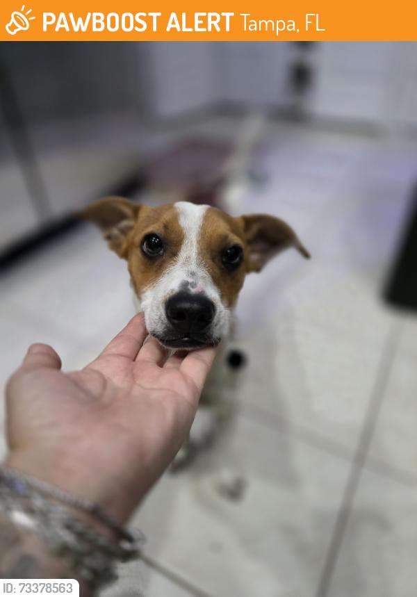 Found/Stray Male Dog last seen Sandpiper ridge, Tampa, FL 33647