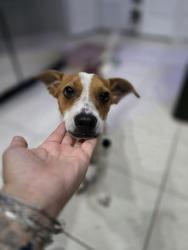 Found/Stray Male Dog last seen Sandpiper ridge, Tampa, FL 33647