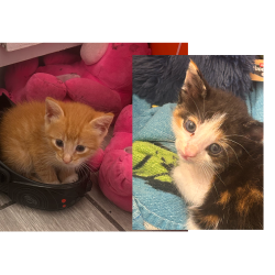 Lost Unknown Cat last seen Near pitner rd, Houston, TX 77080