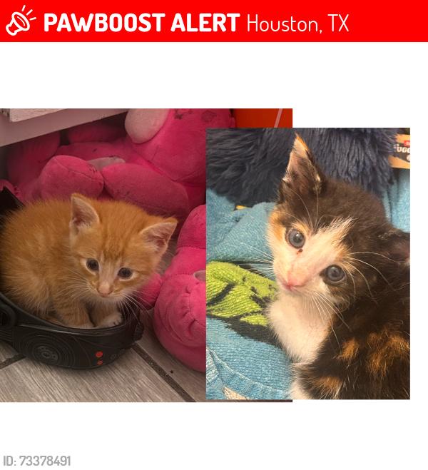 Lost Unknown Cat last seen Near pitner rd, Houston, TX 77080