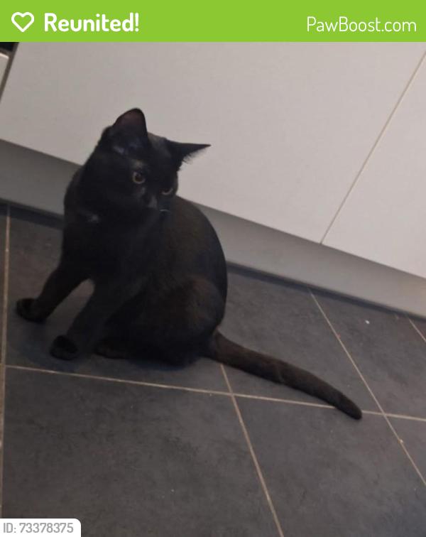 Reunited Male Cat last seen Aqua apmts Garden, Woodberry Down, England N4 2BP