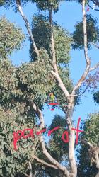 Found/Stray Unknown Bird last seen Outside in the trees near Burton High School, San Francisco, CA 94134