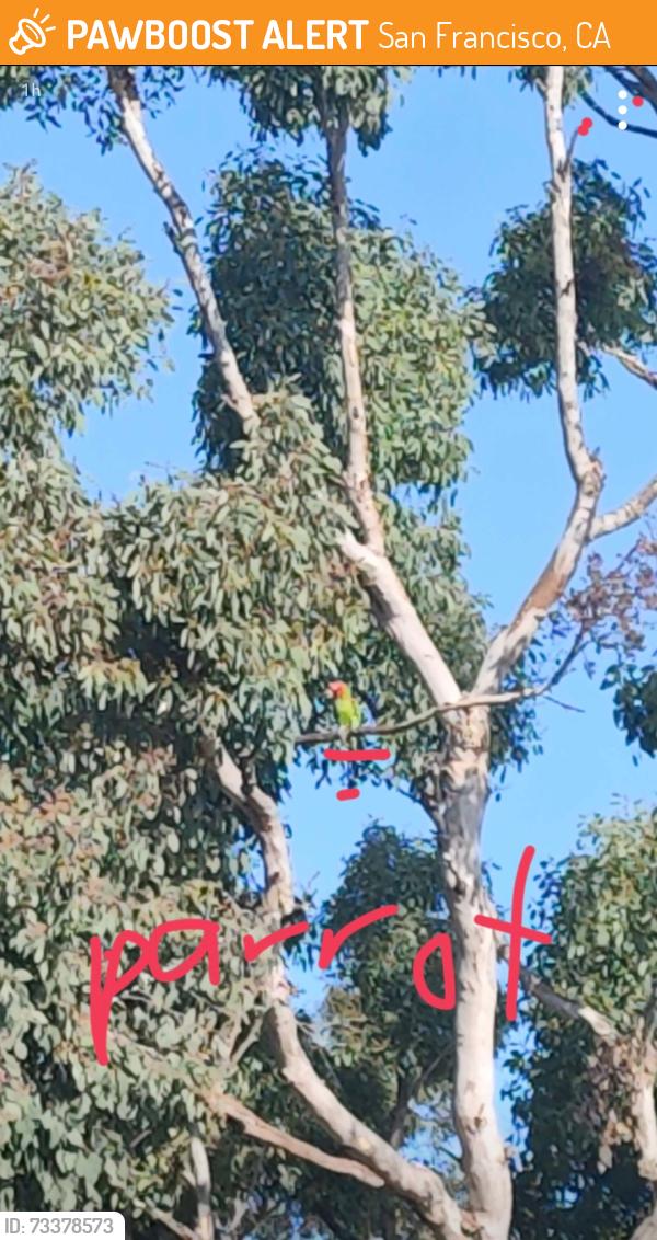 Found/Stray Unknown Bird last seen Outside in the trees near Burton High School, San Francisco, CA 94134