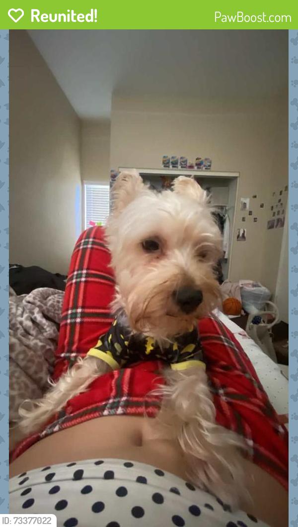 Reunited Male Dog last seen Near west arrow highway, Upland, CA 91786