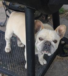 Lost Male Dog last seen Near oleander, Mesquite, TX 75150