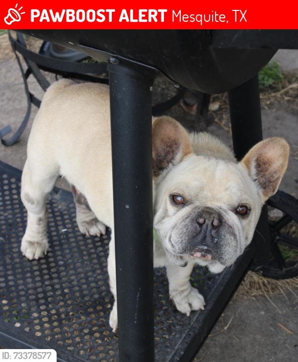 Lost Male Dog last seen Near oleander, Mesquite, TX 75150