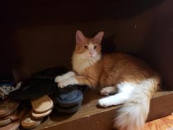 Lost Male Cat last seen Pepper trail and longing trail, San Antonio, TX 78244