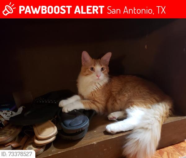 Lost Male Cat last seen Pepper trail and longing trail, San Antonio, TX 78244