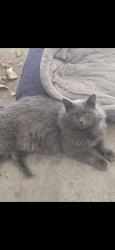 Lost Male Cat last seen Woodside and Reno, Midwest City, OK 73110