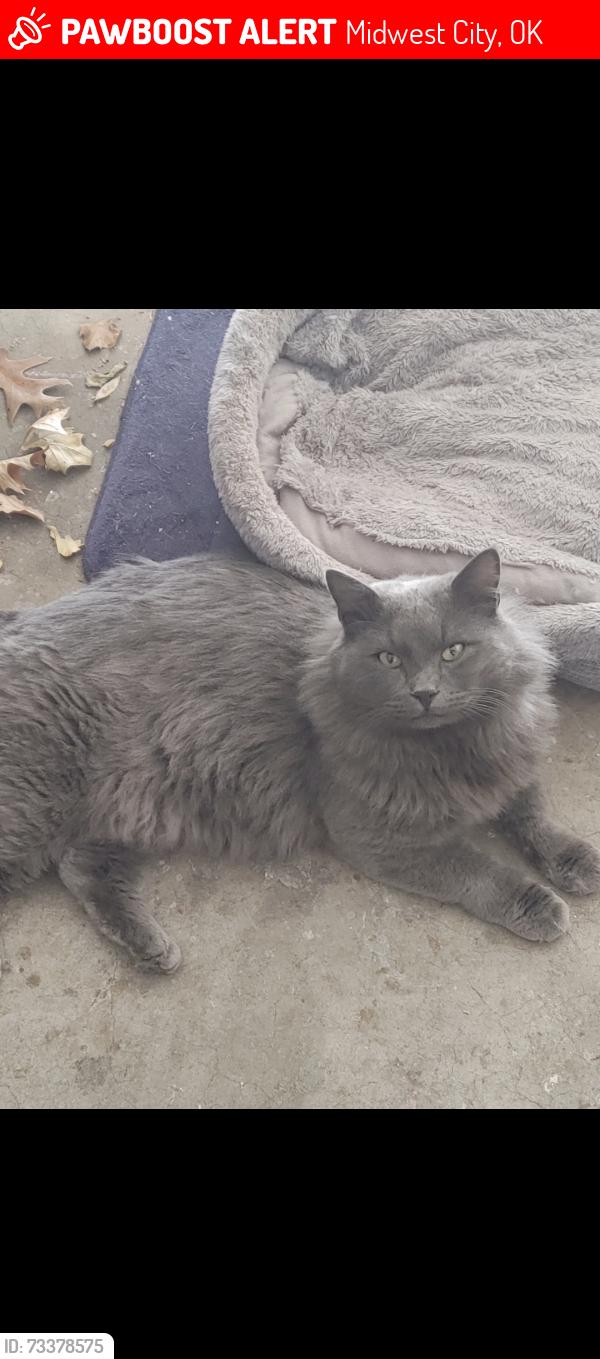 Lost Male Cat last seen Woodside and Reno, Midwest City, OK 73110
