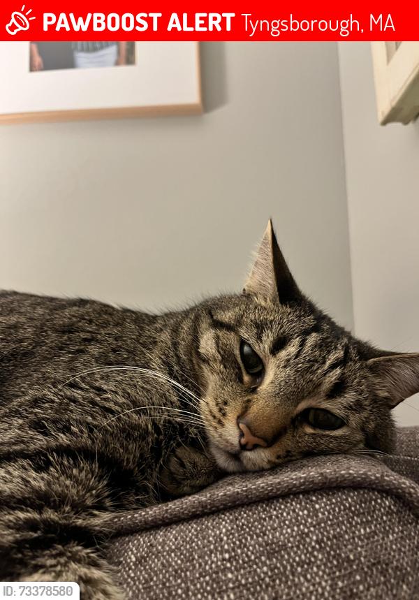 Lost Male Cat last seen Worden road, Tyngsborough, MA 01879