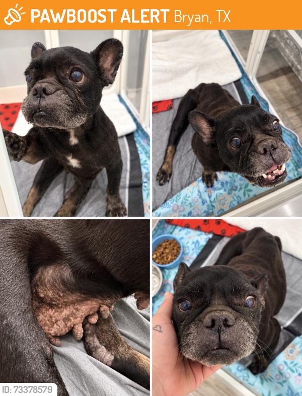 Found/Stray Female Dog last seen Wheeler Ridge Bryan Tx, Bryan, TX 77802