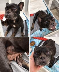 Found/Stray Female Dog last seen Wheeler Ridge Bryan Tx, Bryan, TX 77802