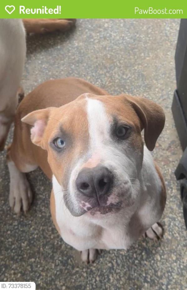Reunited Male Dog last seen Dellabrook! Emerald st, Winston-Salem, NC 27105