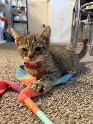 Shelter Stray Male Cat last seen Found on her front steps 6508 Hartwait St 21224, 21224, MD, 2490 Giles Rd, Baltimore, MD 21225, USA