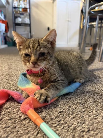 Shelter Stray Male Cat last seen Found on her front steps 6508 Hartwait St 21224, 21224, MD, 2490 Giles Rd, Baltimore, MD 21225, USA