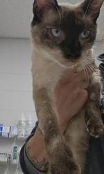 Shelter Stray Female Cat last seen Lombard St Highlandtown area, 21224, MD, 2490 Giles Rd, Baltimore, MD 21225, USA