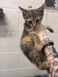 Shelter Stray Female Cat last seen Near Druid hill ave, 21217, MD, 2490 Giles Rd, Baltimore, MD 21225, USA