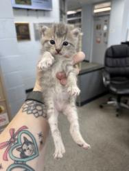 Shelter Stray Female Cat last seen Near old cherry point rd, New Bern, NC, 1639 Old Airport Rd, New Bern, NC 28562, USA