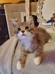 Shelter Stray Female Cat last seen Near Angie Dr, Tucker, GA 30084, 30084, GA, 3280 Chamblee Dunwoody Rd, Chamblee, GA 30341, USA