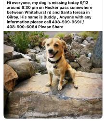 Lost Male Dog last seen Hecker pass and whitehurst rd, Santa Clara County, CA 95020