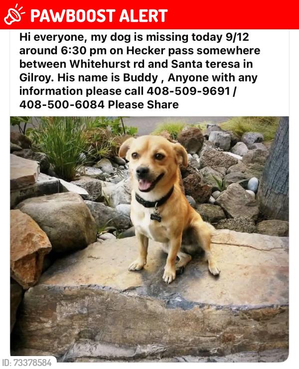 Lost Male Dog last seen Hecker pass and whitehurst rd, Santa Clara County, CA 95020