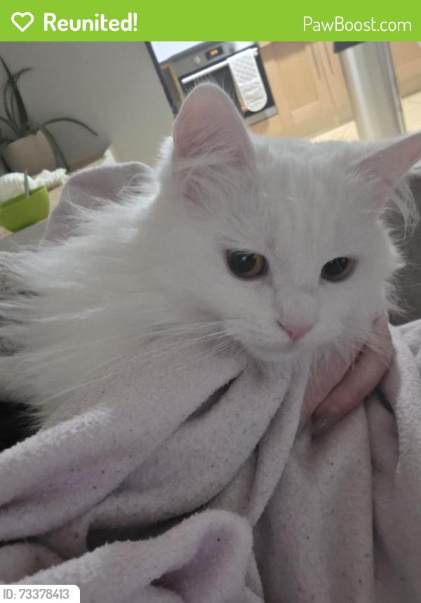 Reunited Female Cat last seen Barking road. Priory park, Greater London, England E6 1HD