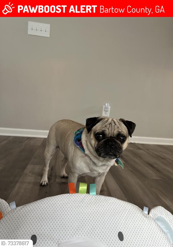 Lost Male Dog last seen Duncan farm neighborhood, Bartow County, GA 30120