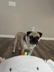 Lost Male Dog last seen Duncan farm neighborhood, Bartow County, GA 30120