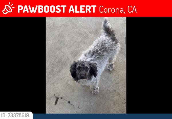 Lost Female Dog last seen Del norte, Corona, CA 92882