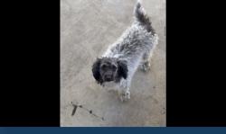 Lost Female Dog last seen Del norte, Corona, CA 92882