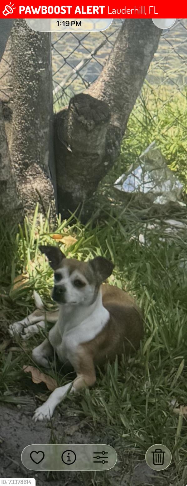 Lost Female Dog last seen Windward vista apmts, Lauderhill, FL 33313