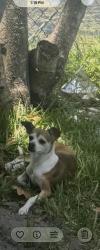 Lost Female Dog last seen Windward vista apmts, Lauderhill, FL 33313