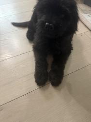 Lost Male Dog last seen 3rd/4th and Cedar ave, Yucaipa, CA 92399