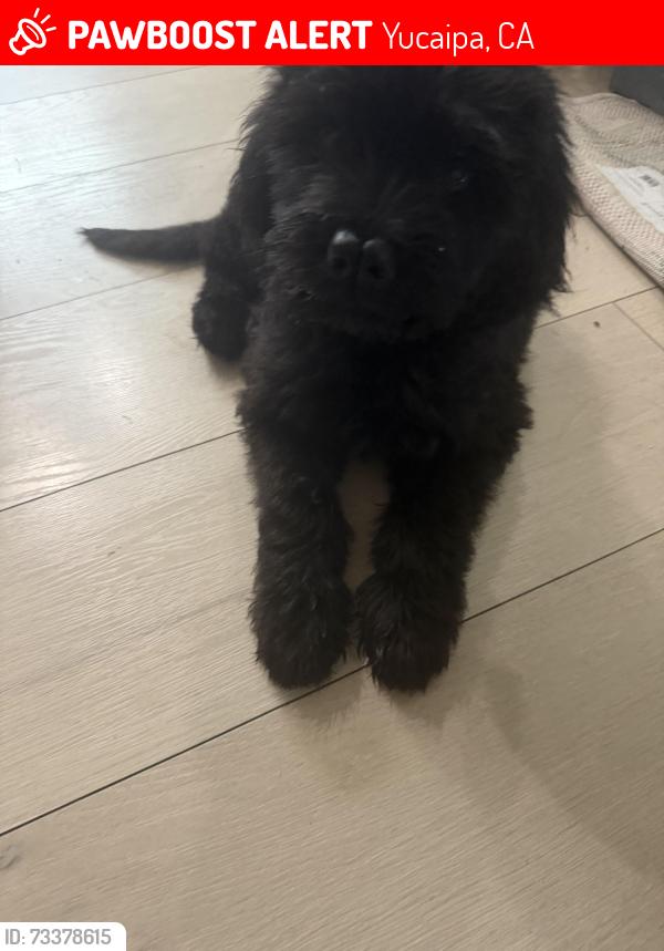 Lost Male Dog last seen 3rd/4th and Cedar ave, Yucaipa, CA 92399