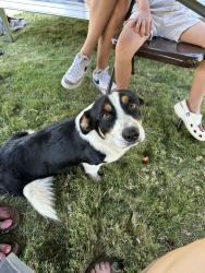 Found/Stray Male Dog last seen Sam Houston Park, Amarillo, TX 79106