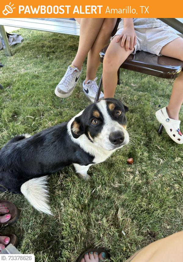 Found/Stray Male Dog last seen Sam Houston Park, Amarillo, TX 79106