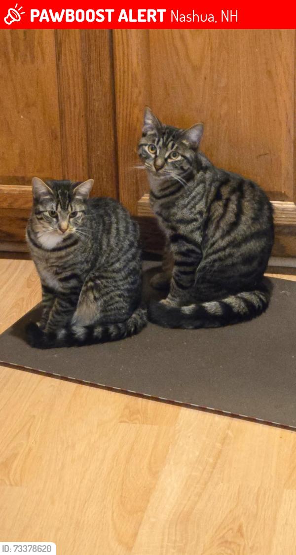 Lost Female Cat last seen West hollis, Nashua, NH 03060