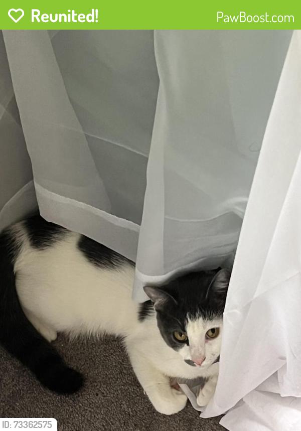 Reunited Female Cat last seen Penbryn ave, Abington, PA 19001