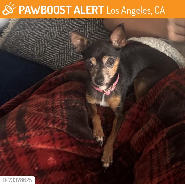 Found/Stray Female Dog last seen Aura & Friar, Los Angeles, CA 91335