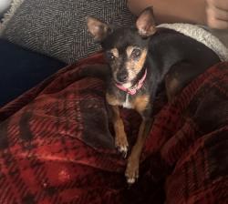 Found/Stray Female Dog last seen Aura & Friar, Los Angeles, CA 91335