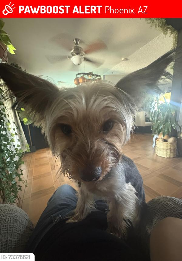 Lost Male Dog last seen Oso park, Phoenix, AZ 85033