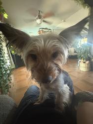 Lost Male Dog last seen Oso park, Phoenix, AZ 85033