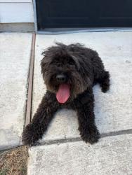 Found/Stray Male Dog last seen Winding brook neighborhood, San Antonio, TX 78253