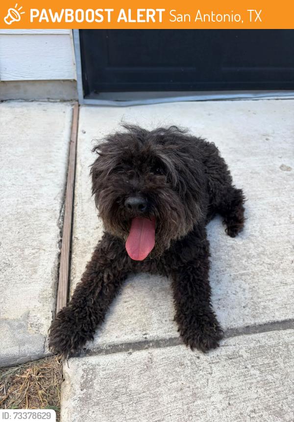 Found/Stray Male Dog last seen Winding brook neighborhood, San Antonio, TX 78253
