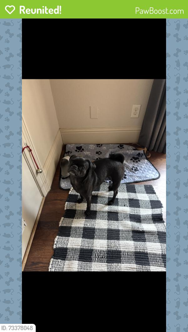 Reunited Female Dog last seen Plano parkway Carrollton, Carrollton, TX 75010