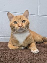 Shelter Stray Male Cat last seen Severn Orchard Circle, SEVERN, MD, 21144, 411 Maxwell Frye Rd, Millersville, MD 21108, USA
