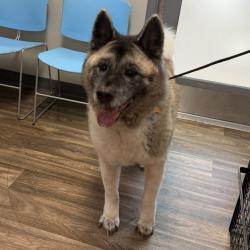 Shelter Stray Male Dog last seen Near Drayton Avenue, San Diego, CA, 92123, 5500 Gaines St, San Diego, CA 92110, USA