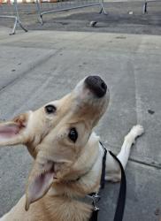 Shelter Stray Female Dog last seen Near E Jackson Avenue, BRONX, NY, 10454, 326 E 110th St, New York, NY 10029, USA